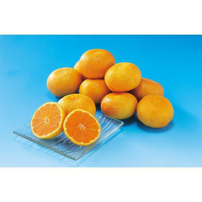 佐賀県産　ＪＡグループ佐賀　温室みかん（１ｋｇ）