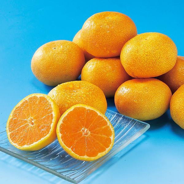 佐賀県産　ＪＡグループ佐賀　温室みかん（１ｋｇ）